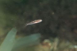 Gobies